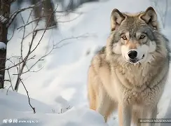 悟空体育-狼堡青训球员亮眼表现,赢得主席赞誉 悟空体育-狼堡青训球员亮眼表现,赢得主席赞誉